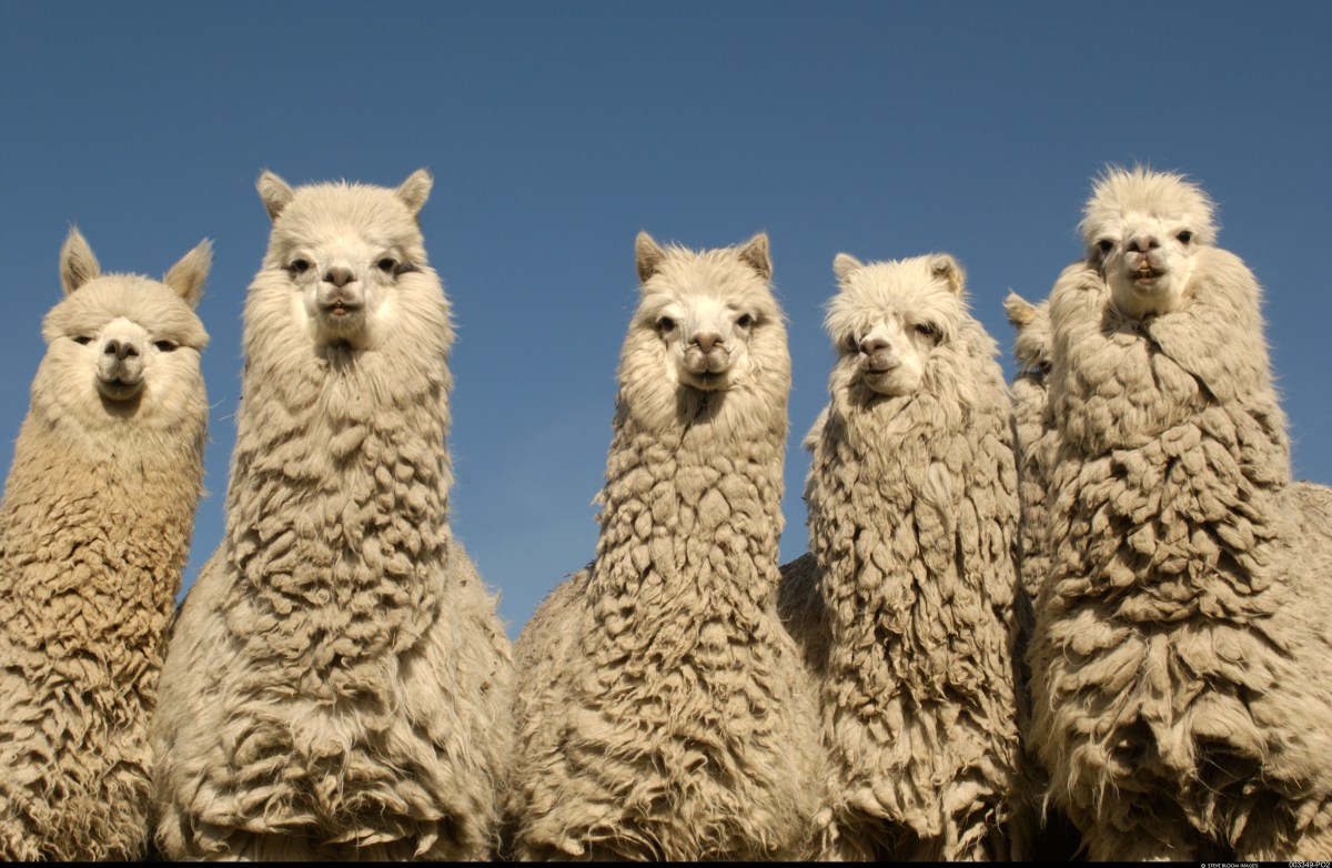 Gareth Wu - Alpaca Learn | Developer-First API for Crypto and Stocks