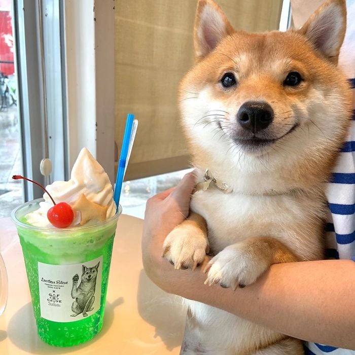 Smiling Shiba Inu Photos and Premium High Res Pictures - Getty Images