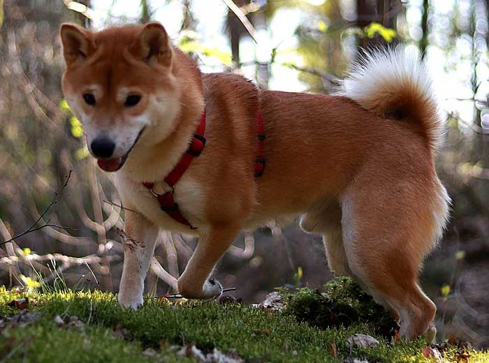 Shiba Inu Dog Breed - PIA