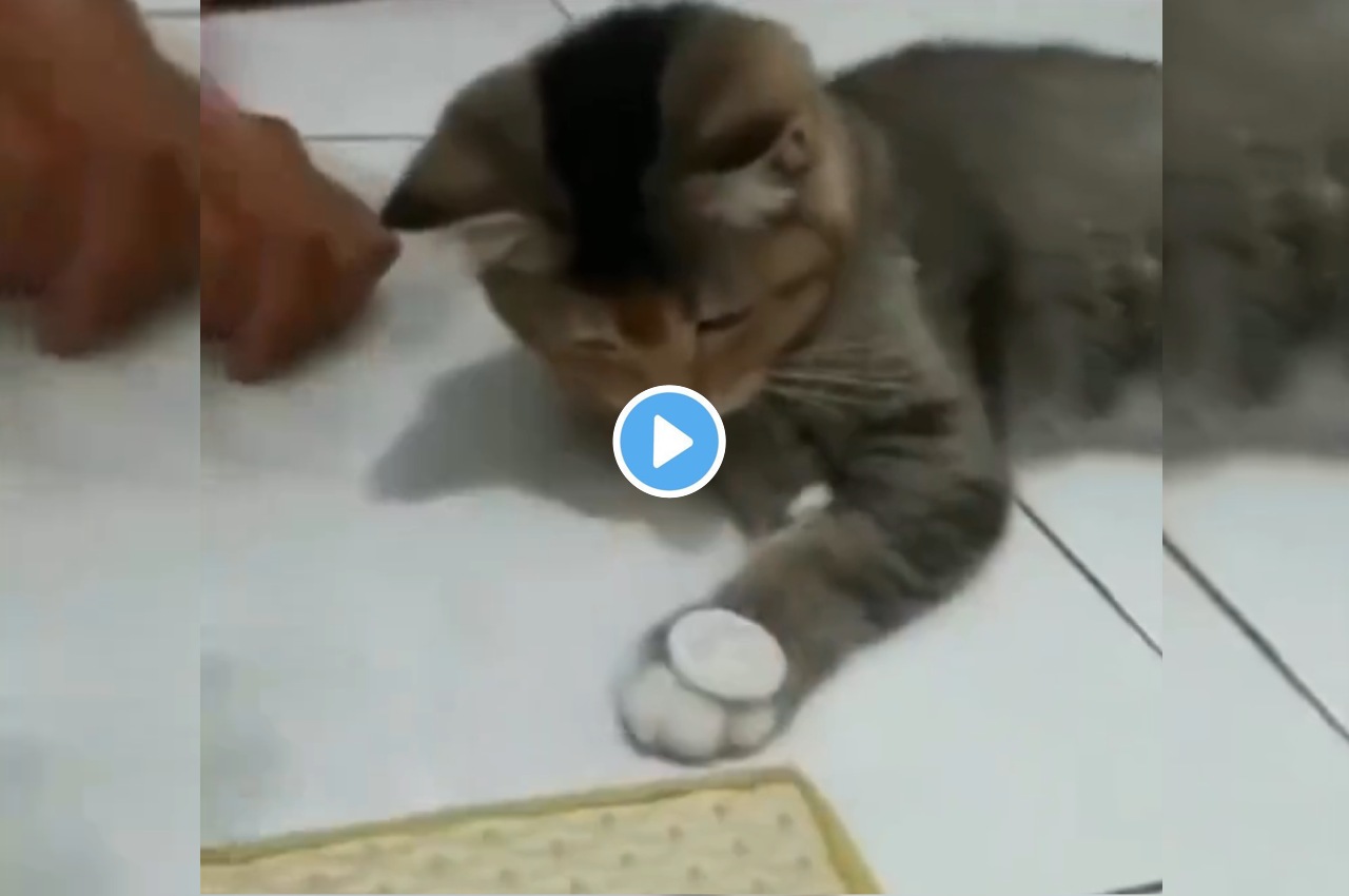 Watch how this cat picks up a coin trick in record time | Trending - Hindustan Times