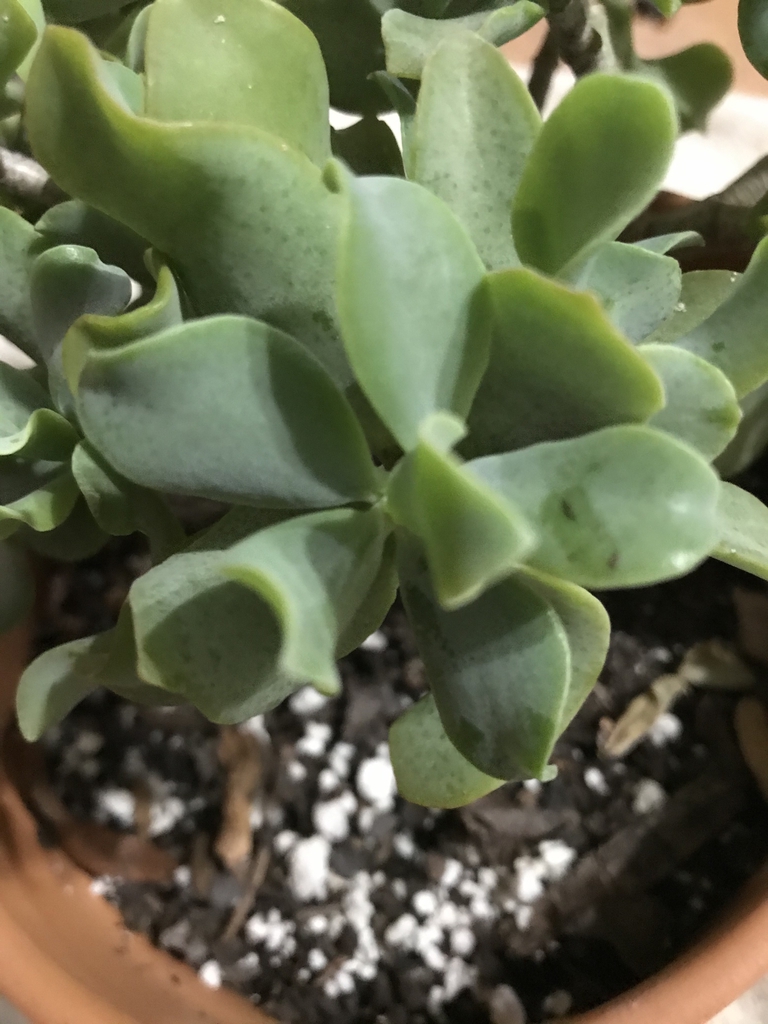 helpbitcoin.fun undulatifolia - Green Ripple Jade - Easy Succulents