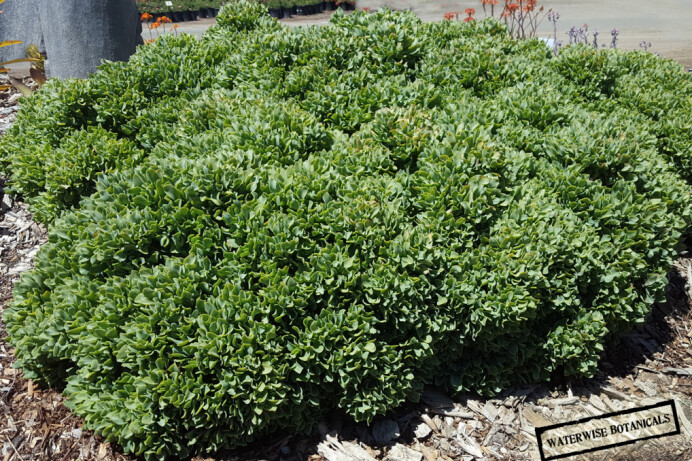 Crassula arborescens undulatifolia 'Ripple Jade'