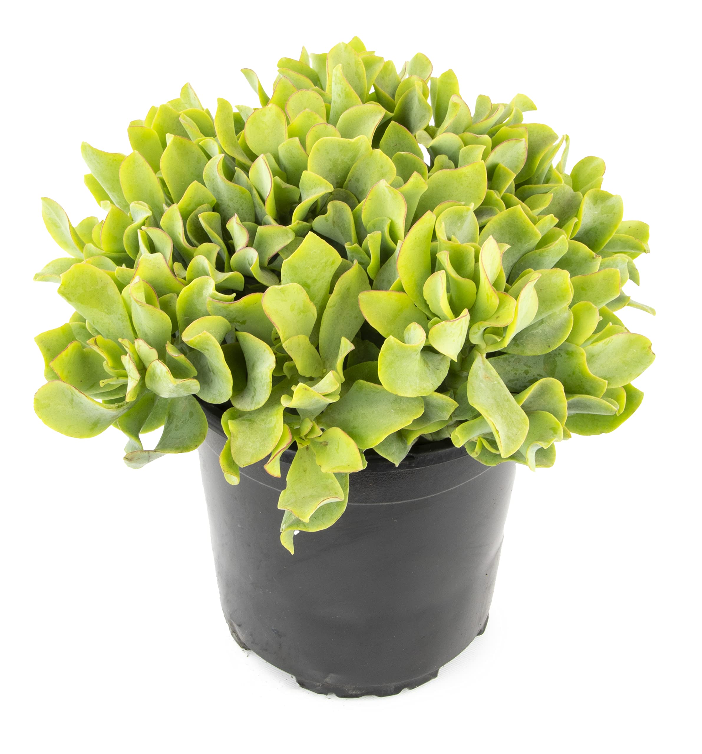 Ripple Jade (Crassula arborescens) | Information + Care Tips | The Fernseed