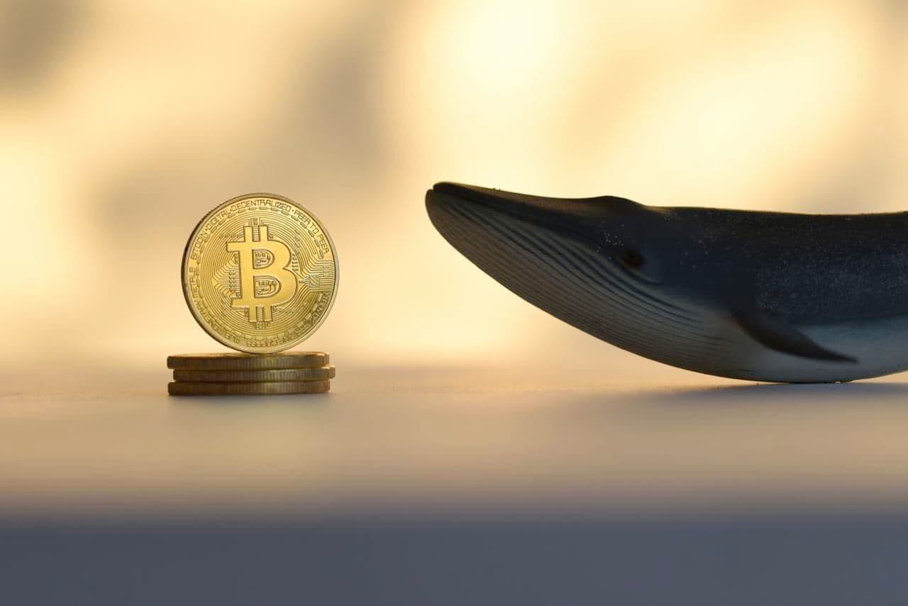 WHALE Price Prediction: How Much Will 1 WHALE Cost in ?