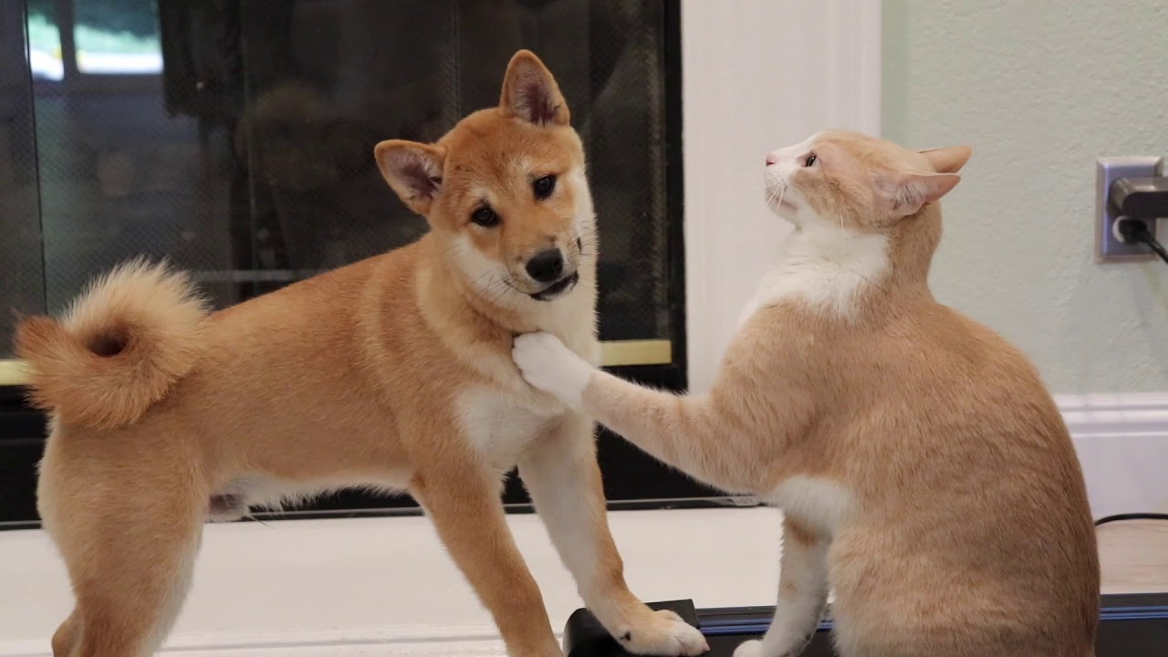 How Dogecoin, Shiba Inu Plan To Fight Off The Challenge Of Bonk, Dogwifhat - Benzinga