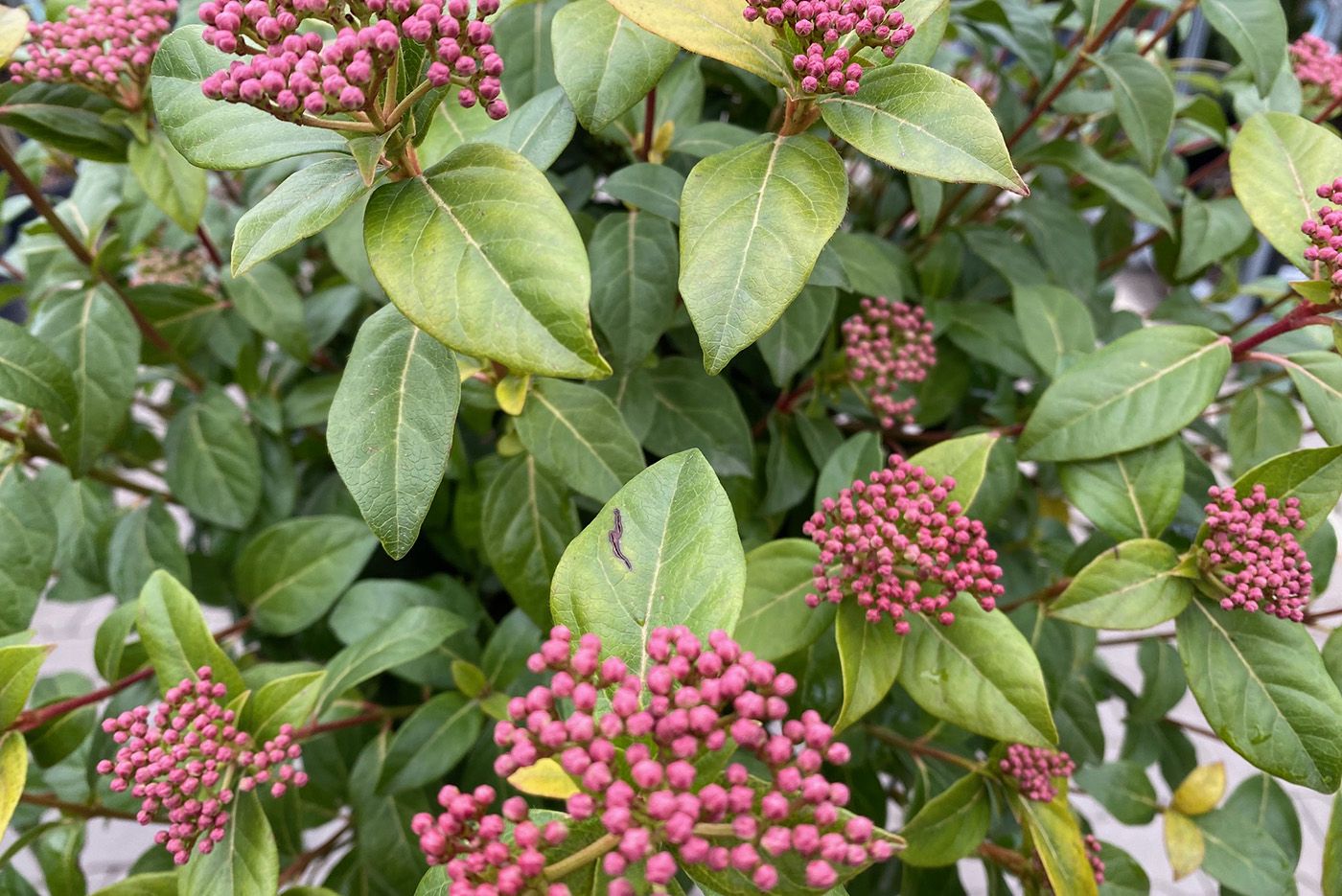 Viburnum tinus Eve Price | Christchurch Canterbury