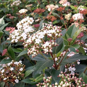 Viburnum tinus Eve Price Shrub | Evergreen Viburnum For Sale