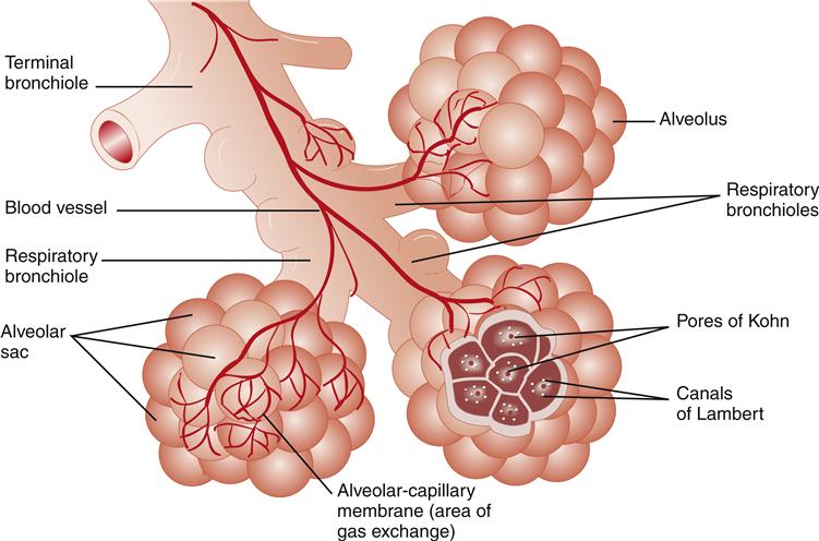 Gas Exchange | Anatomy and Physiology II