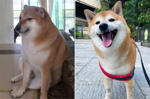 Cheems, the Shiba Inu dog who inspired several viral memes, dies at 12