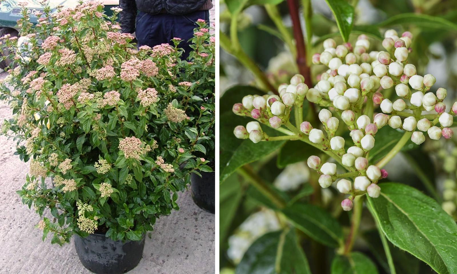 Viburnum tinus Eve Price – Future Forests