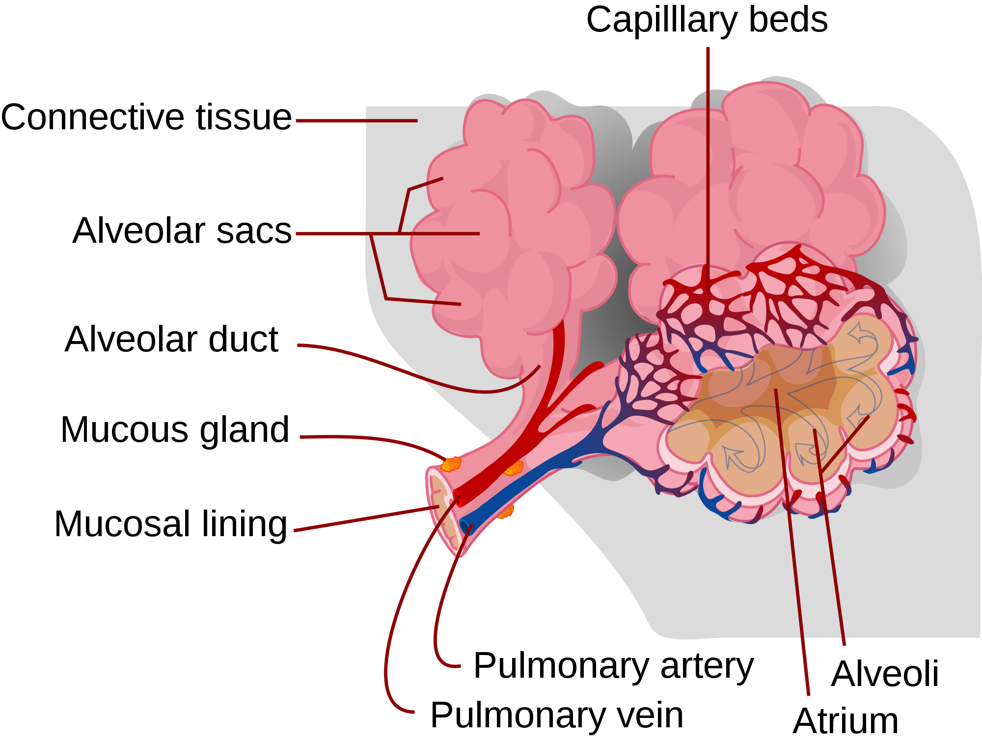 Transport of gases between the environment and alveoli – theoretical foundations - PMC