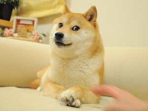 Shiba Inu Meme - What Is A Doge Exactly? - My First Shiba Inu