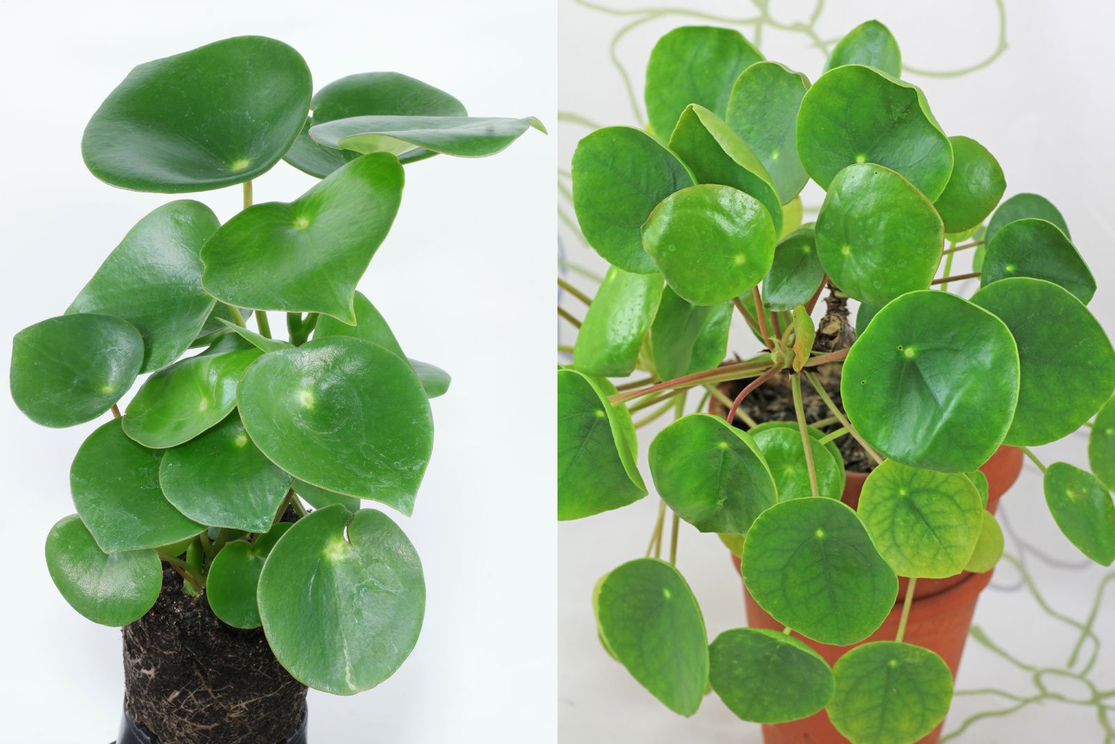 Raindrop Peperomia (Coin-leaf) - Peperomia polybotrya – Wellspring Gardens