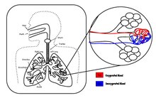 Gas exchange - Wikipedia