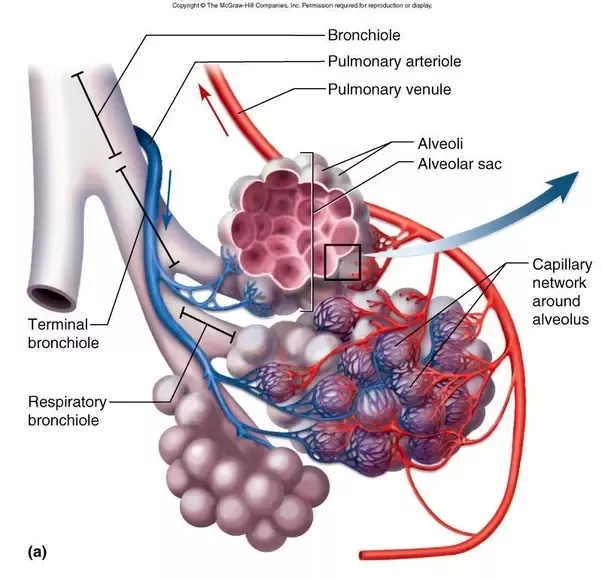 [Solved] Site of gaseous exchange in lungs is