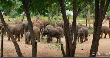 Udawalawe Elephant Transit Home | Udawalawe Safari Fun