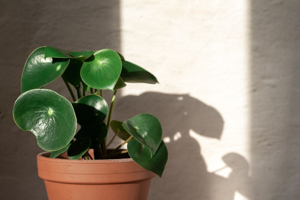 All About Peperomia Plants and How to Care for Them - The Sill