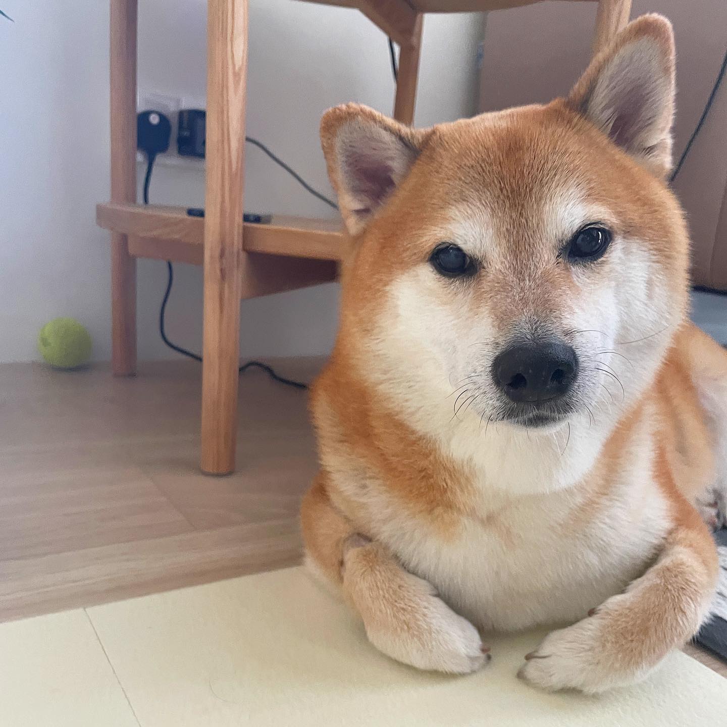 The Shiba Inu behind the famous 'doge' meme is sick with cancer, its owner says | WLRN