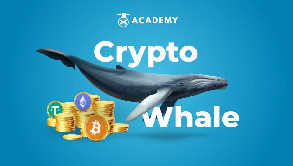 Crypto Whale Meaning | Ledger