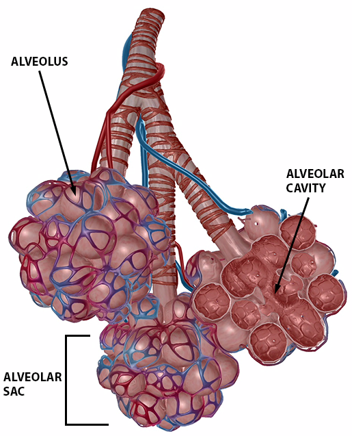 Exchanging Oxygen and Carbon Dioxide - Lung and Airway Disorders - MSD Manual Consumer Version