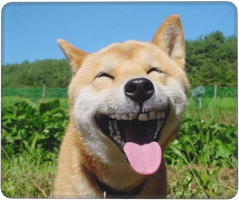 11, Shiba Inu Smile Images, Stock Photos, 3D objects, & Vectors | Shutterstock