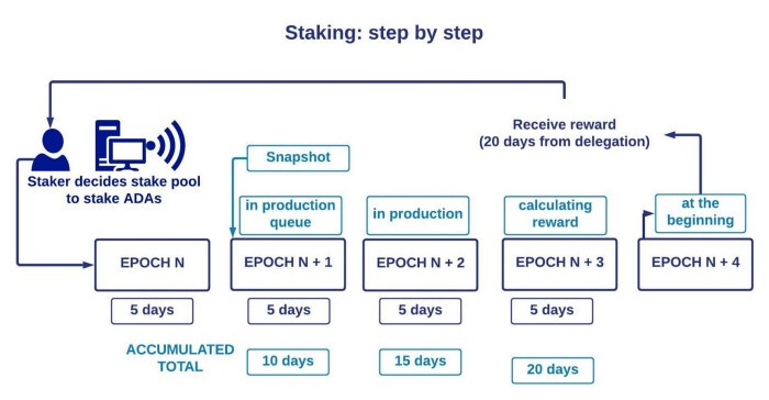 Staking: Delegation in Cardano Proof-of-Stake Model Explained