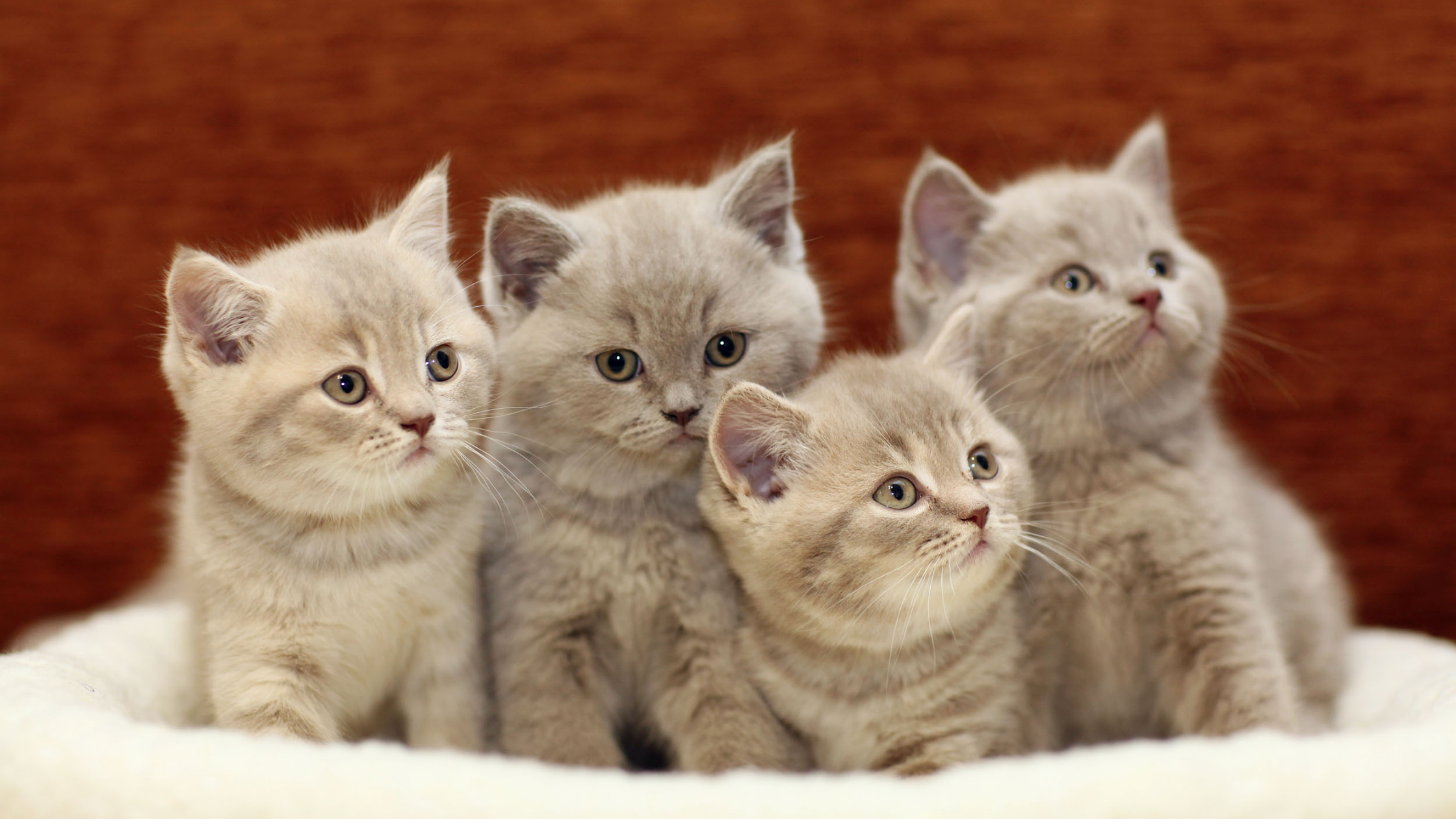 Kitten checklist - PDSA