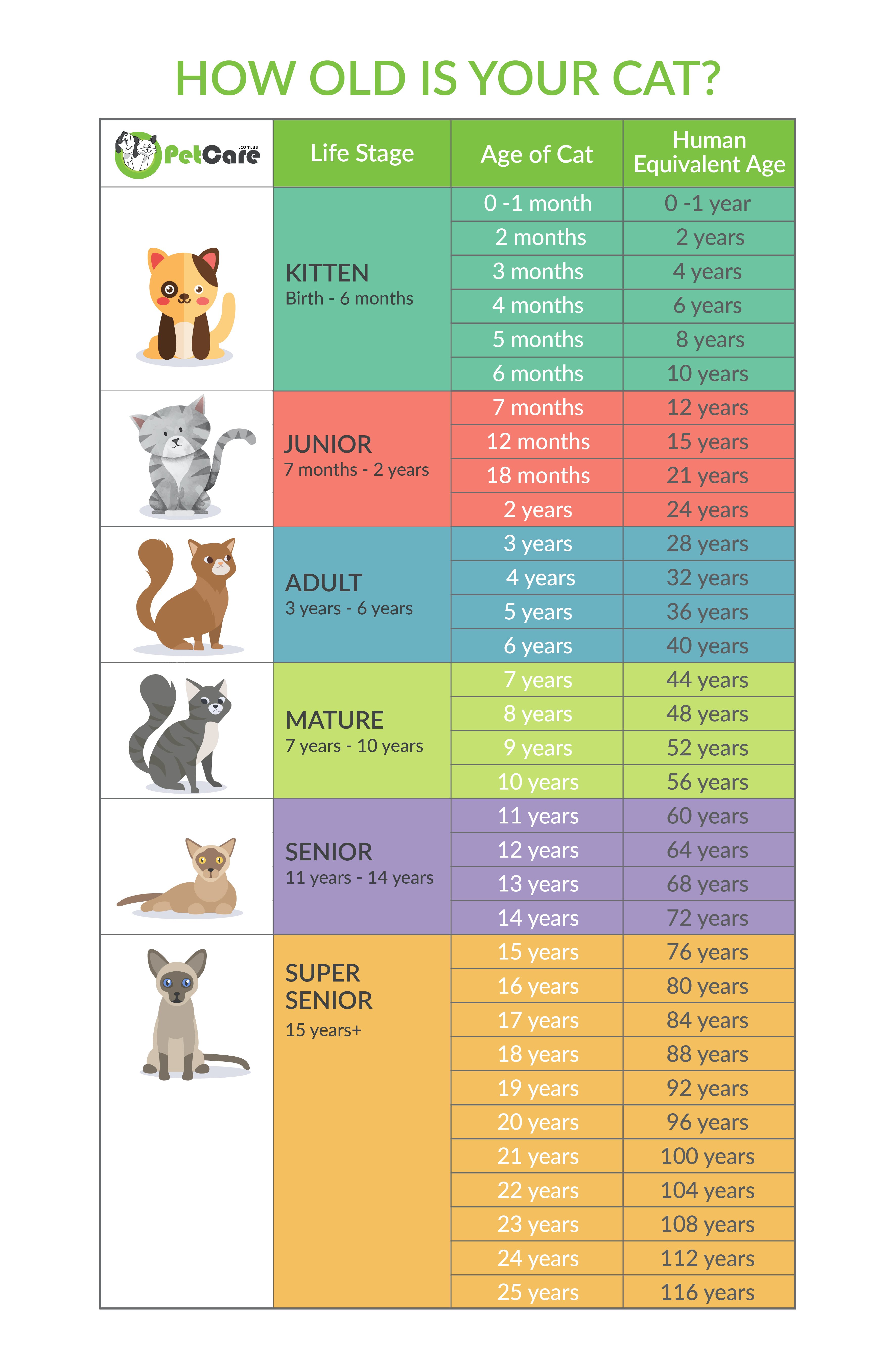 The Real Way to Calculate Your Cat's Age in Human Years