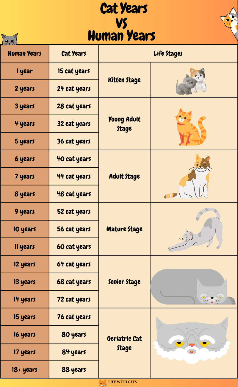 Cats Age Calculator - Real Cats Years Calculation | STARFALL*LT