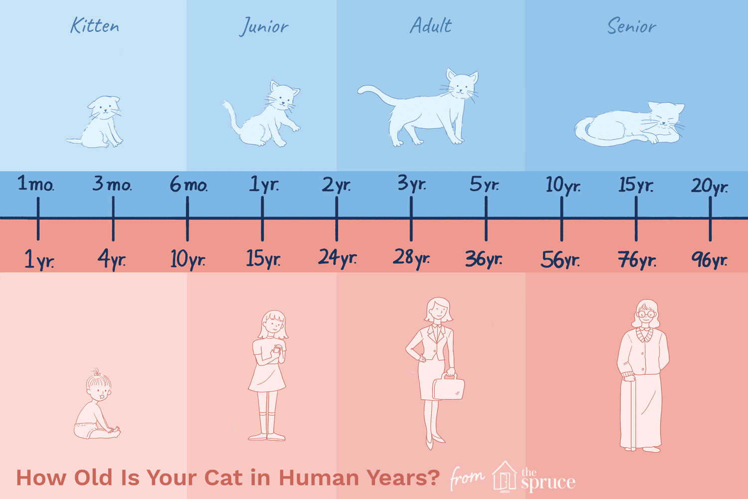 Cat Years | How Old is my Cat in Human Years? | Purina