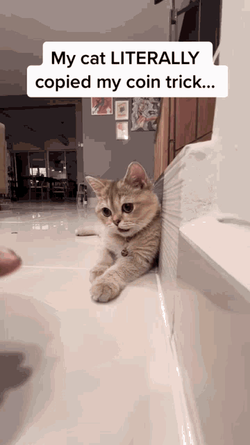 Cat's Quick Learning Impresses Netizens; Video Of Furry One Doing a Coin Trick Goes Viral| Watch