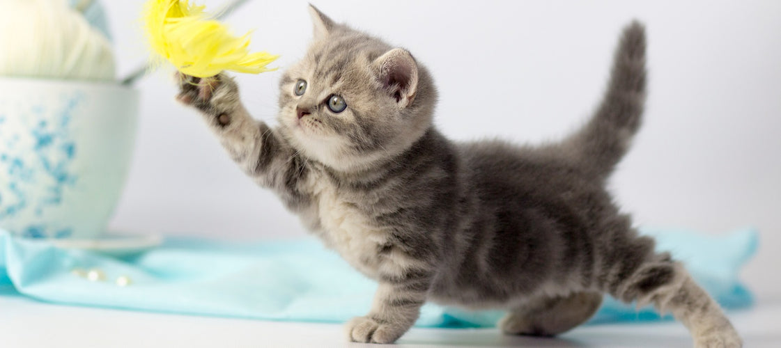 Buying a kitten? Adopt from Cats Protection