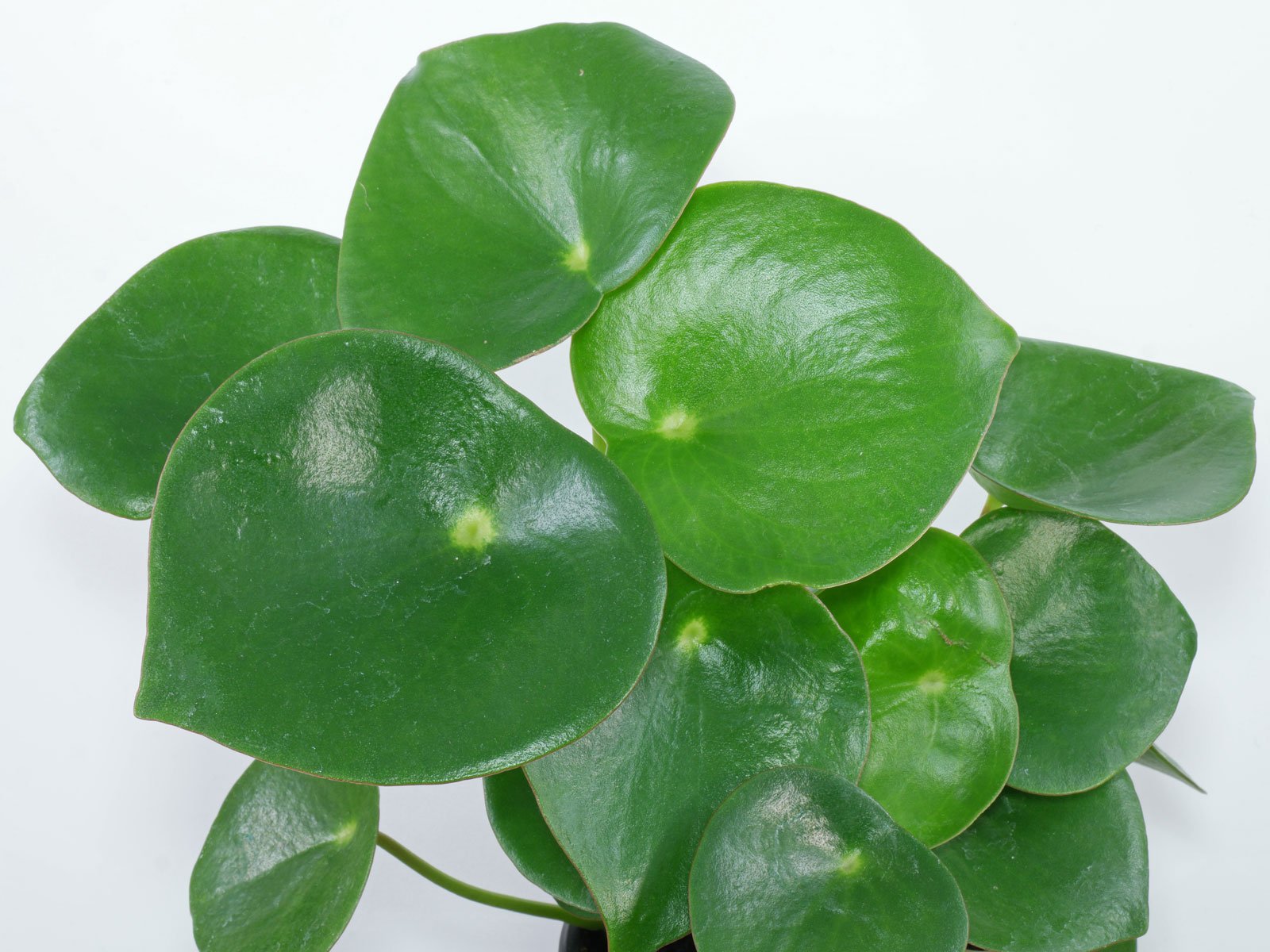 The coin leaf peperomia | A plant by @SeamlessShallot on Greg