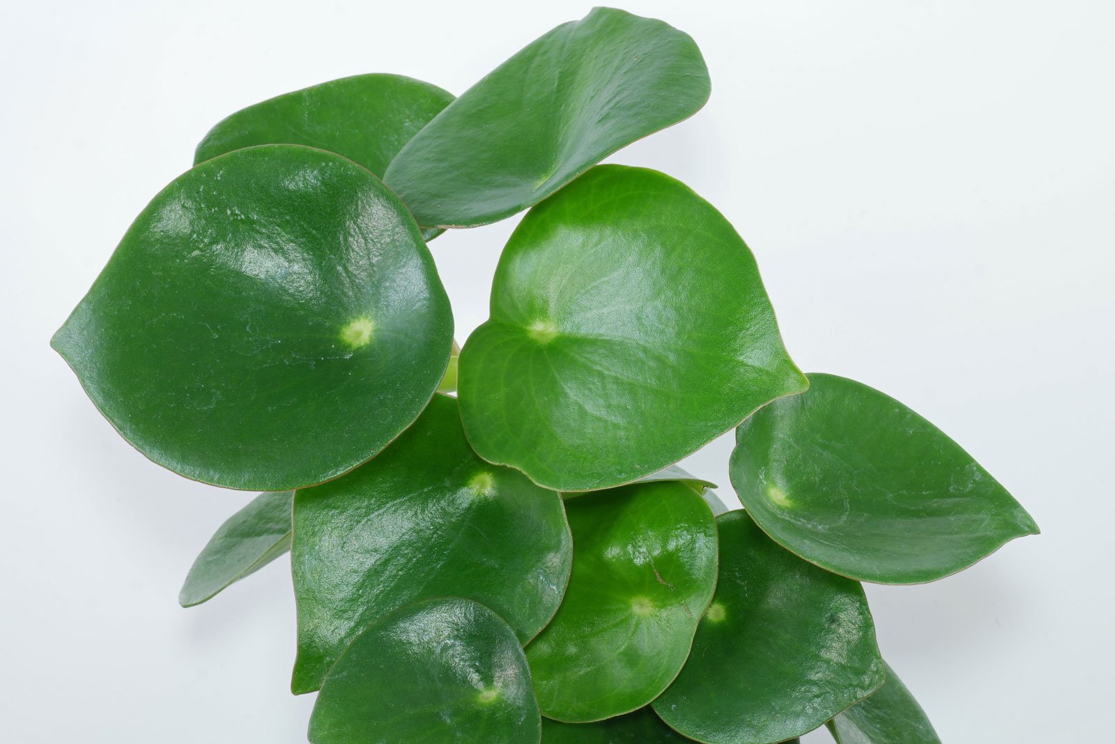 Peperomia prostrata Pepperspot - String of Coins Plant | Hortology