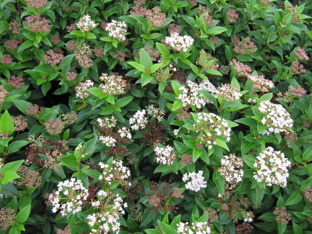 Viburnum tinus Eve Price - 20lt – Arundel Arboretum