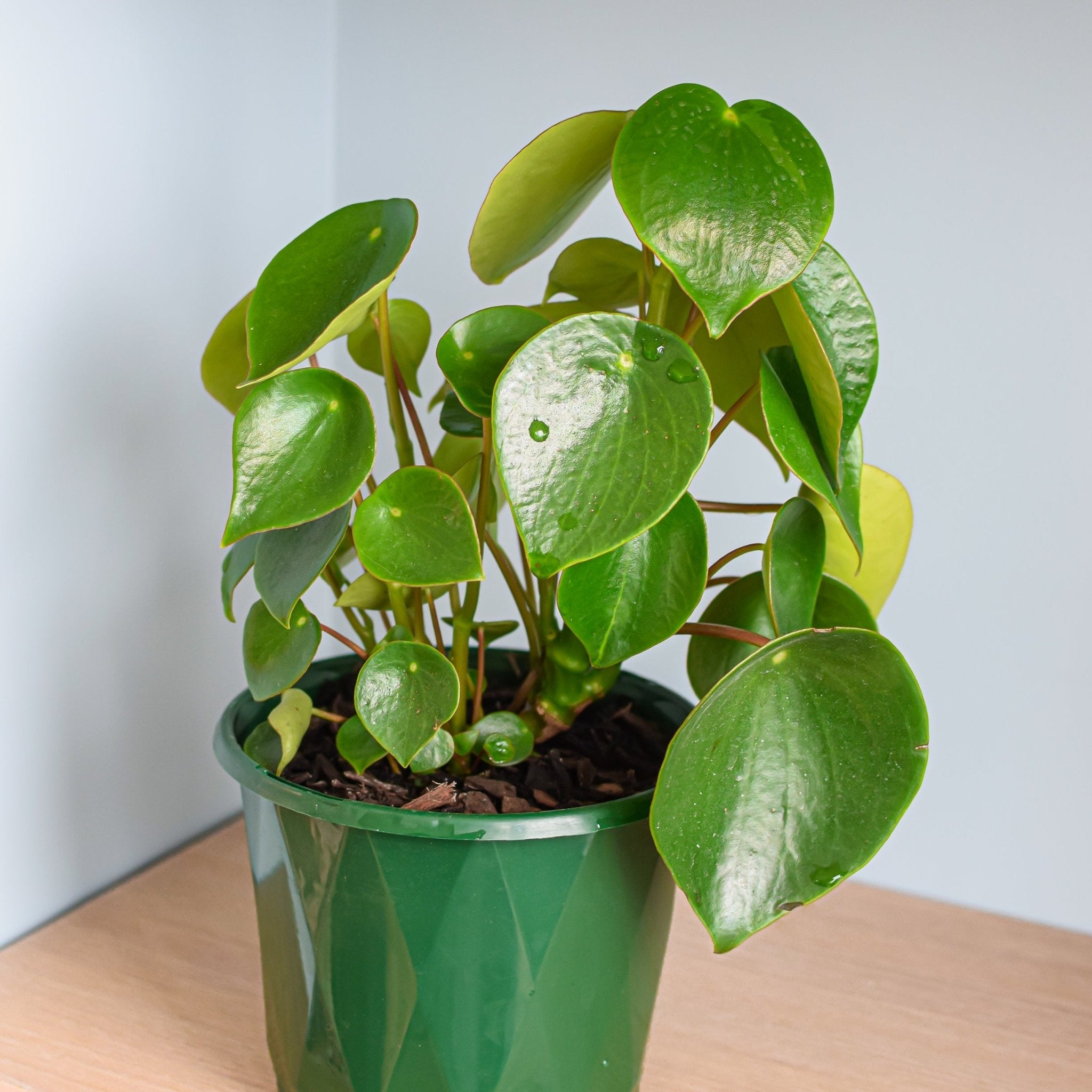 Peperomia polybotrya - raindrop peperomia Australian Plants Online