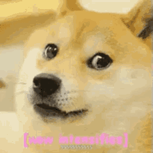 WoW Giphy’s – Much DogeCoin