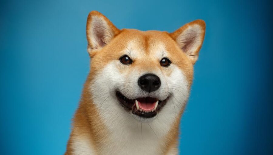 1 DOGE to BTC - Dogecoins to Bitcoins Exchange Rate