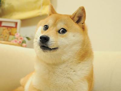 DOGE Dogecoin price is $ - Best Crypto Checker