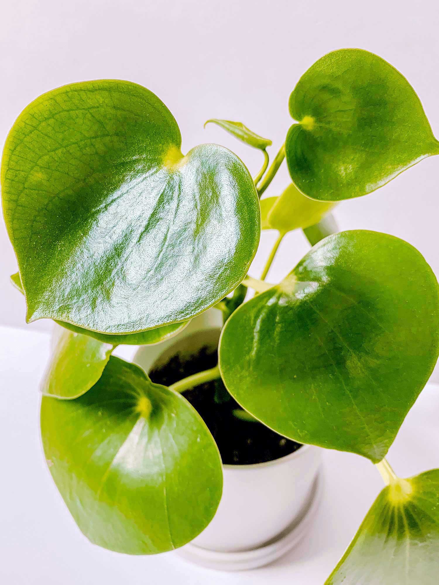 Care Guide for the Raindrop Peperomia — The Green Mad House