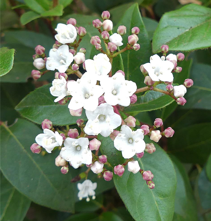 Viburnum Tinus - Viburnum Tinus Eve Price | best4hedging