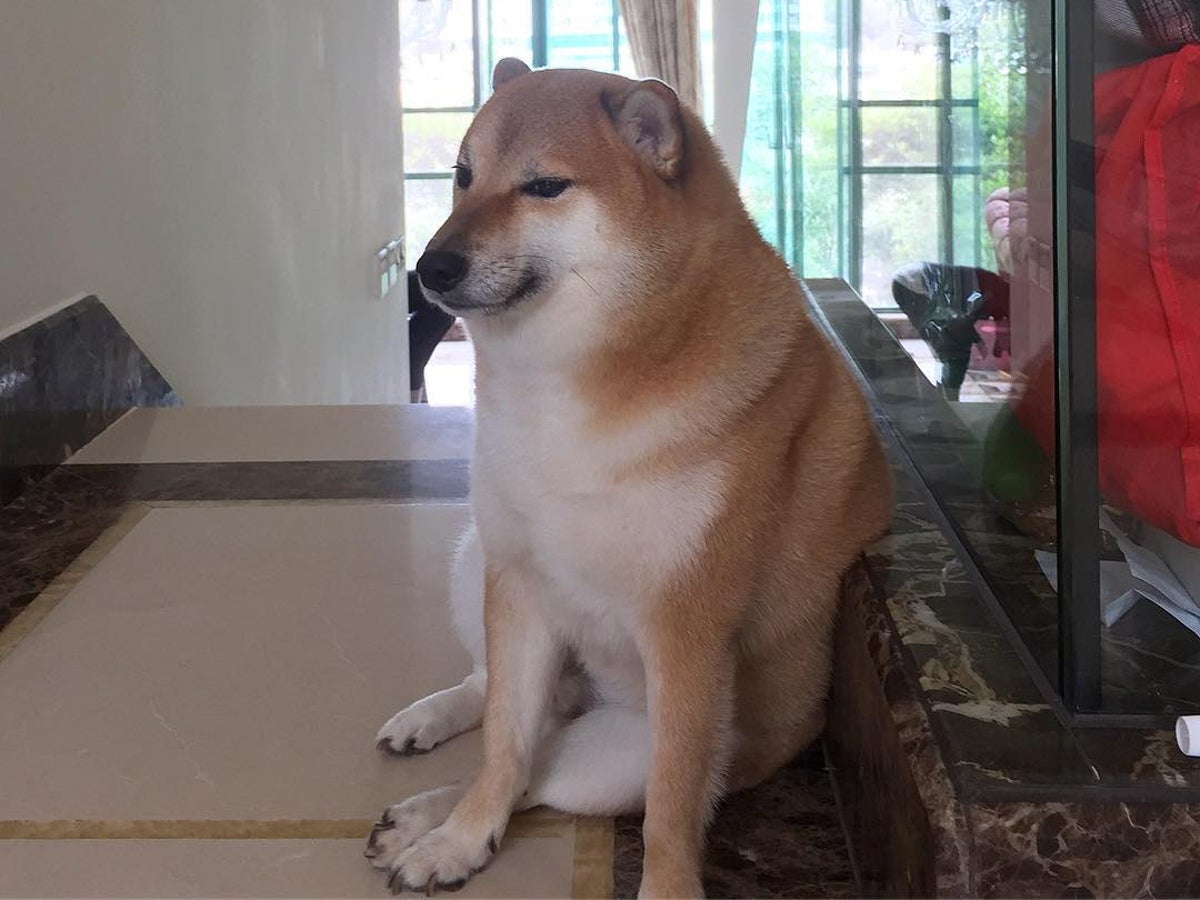 The dog behind the iconic Cheems Doge meme has sadly died