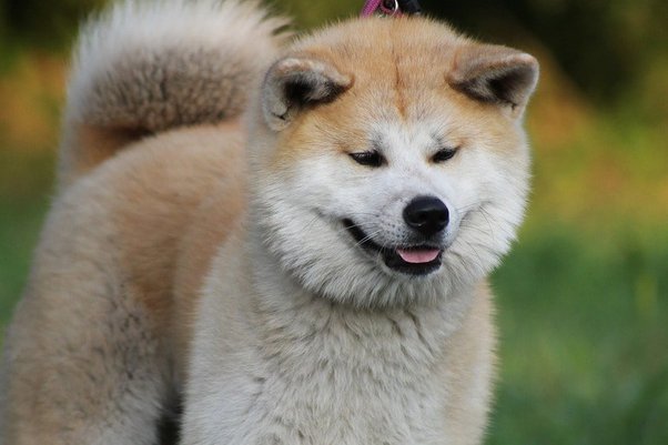 CLAIM: Dogecoin’s Mascot Dog Allegedly Died, DOGE Price Makes Sudden Moves