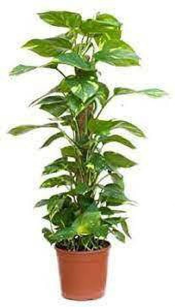 Top 10 Indoor Plants for Increasing Oxygen at Home ()