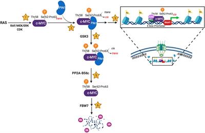 Frontiers | PIN1 Provides Dynamic Control of MYC in Response to Extrinsic Signals