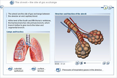 Gas Exchange - Exchange and Transport of Gases in Lungs