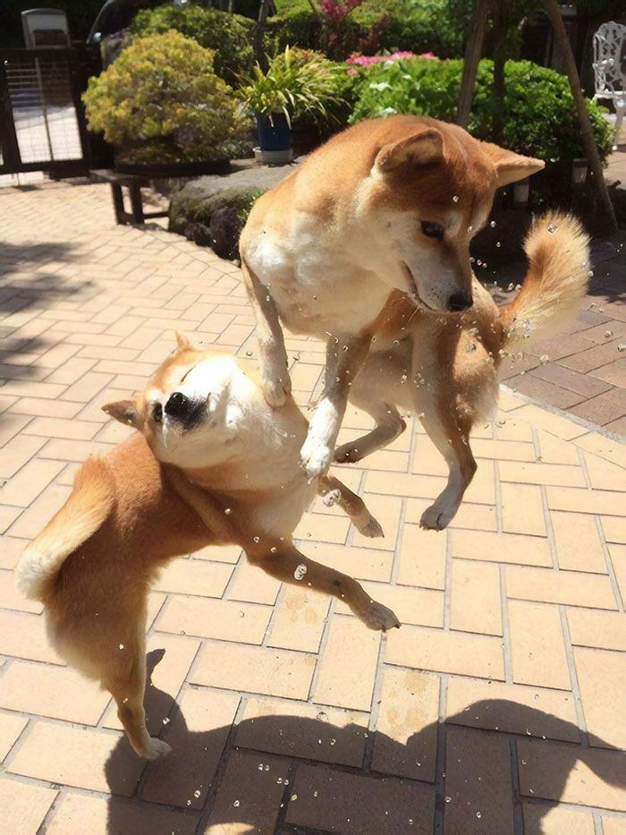 Dogecoin Vs Shiba Inu 🐕 : A Dog Fight 🤺 | Kaggle